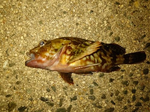 カサゴの釣果
