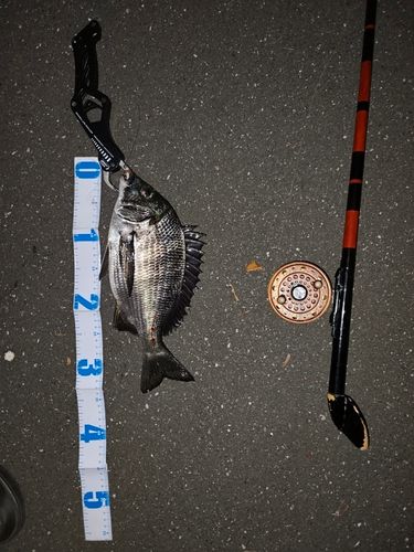 チヌの釣果