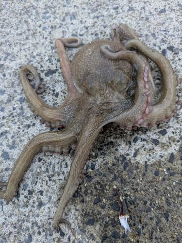 タコの釣果