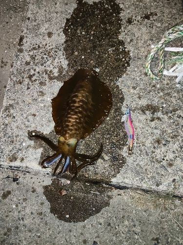 アオリイカの釣果