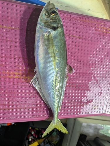 マイカの釣果