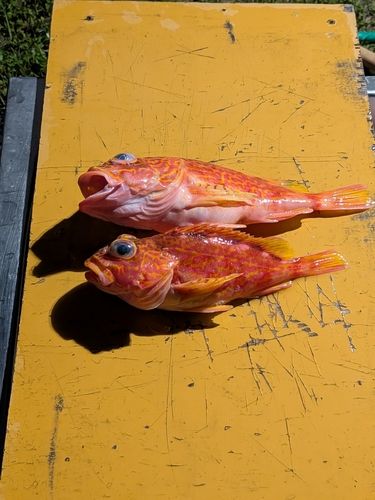 アヤメカサゴの釣果