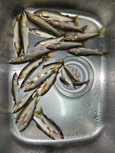 アユの釣果