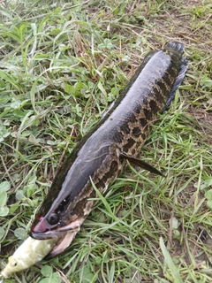 ライギョの釣果