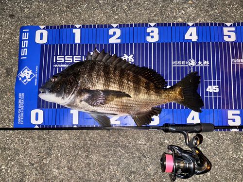 チヌの釣果