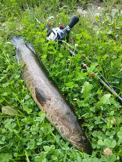 ライギョの釣果
