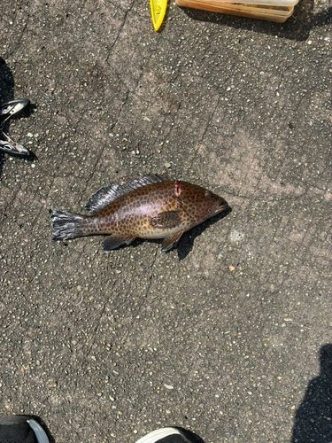 オオモンハタの釣果