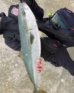 ブリの釣果