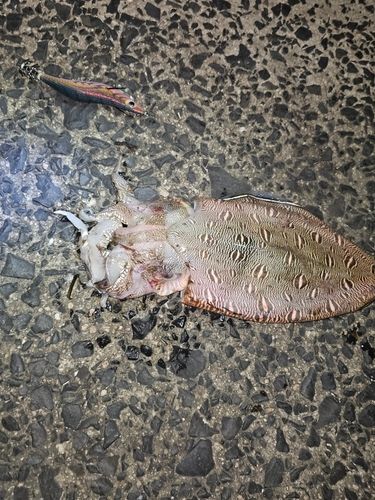 コウイカの釣果