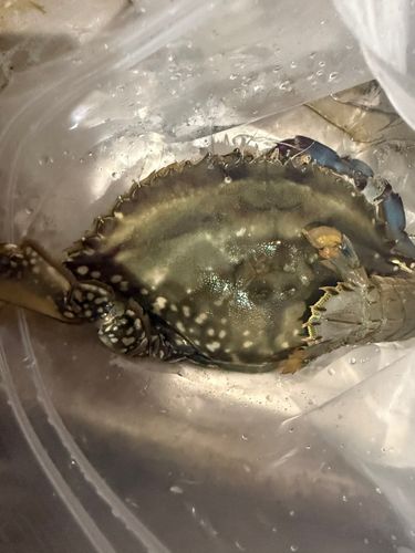 ワタリガニの釣果