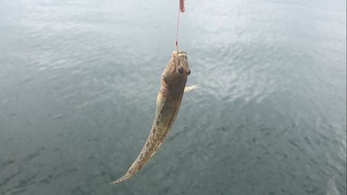 マハゼの釣果