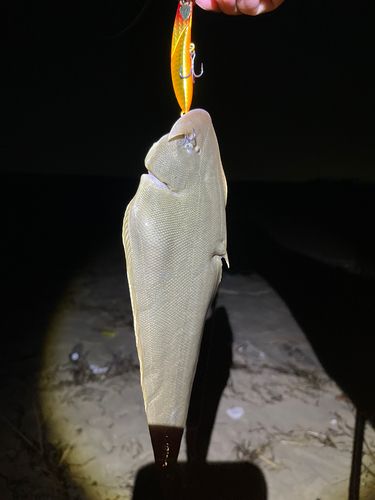 シタビラメの釣果