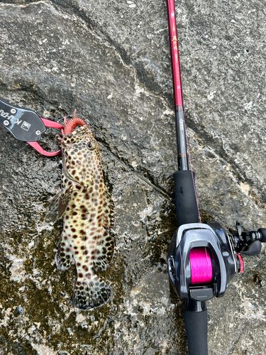 イシミーバイの釣果