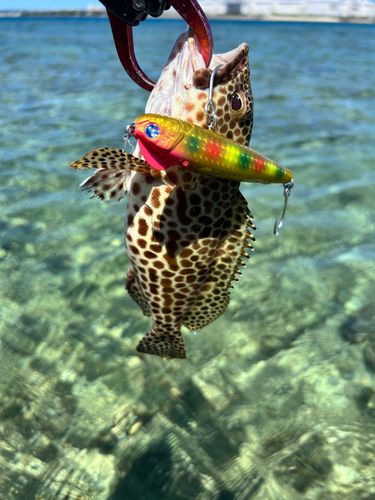 イシミーバイの釣果