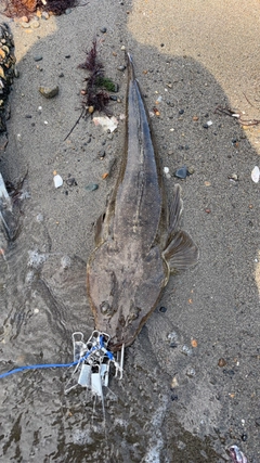 マゴチの釣果