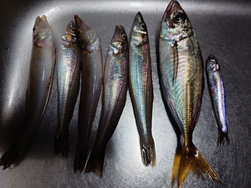 アジの釣果