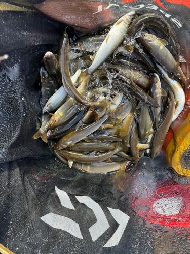 アユの釣果
