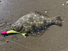 ヒラメの釣果