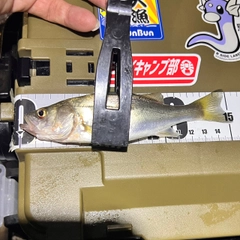 セイゴ（タイリクスズキ）の釣果