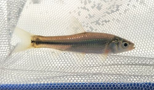 タモロコの釣果