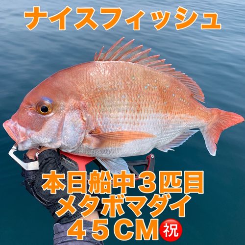 マダイの釣果