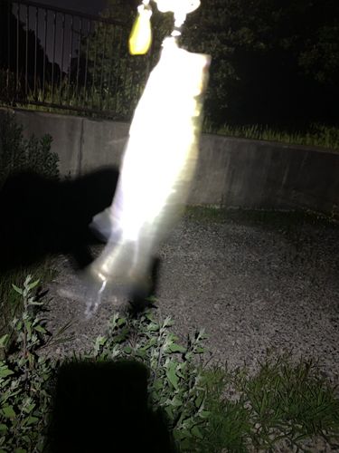 セイゴ（ヒラスズキ）の釣果