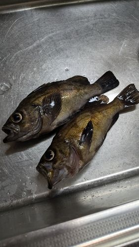 メバルの釣果