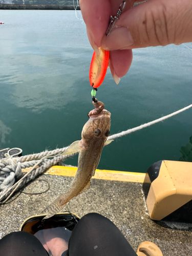 ハゼの釣果