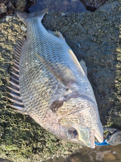 キビレの釣果