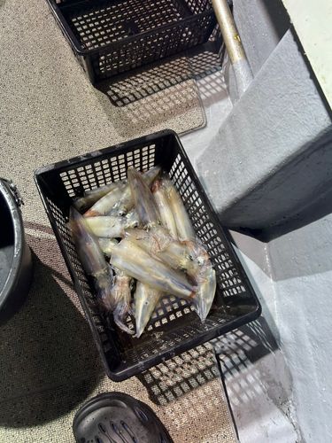 ケンサキイカの釣果
