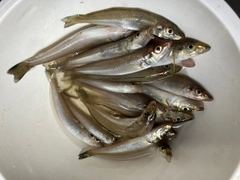 キスの釣果
