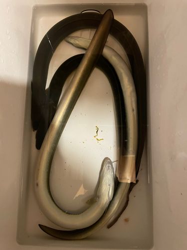 ウナギの釣果