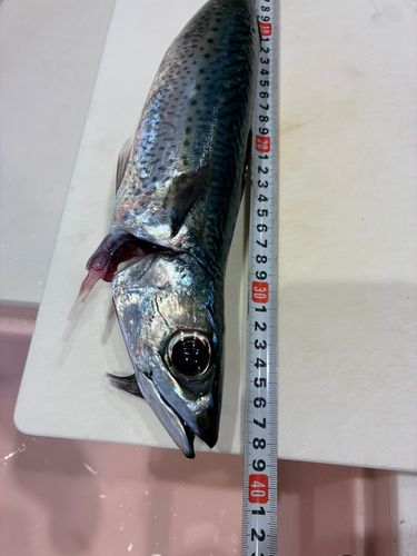 ゴマサバの釣果