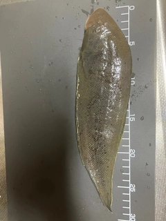 シタビラメの釣果