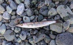 カマスの釣果