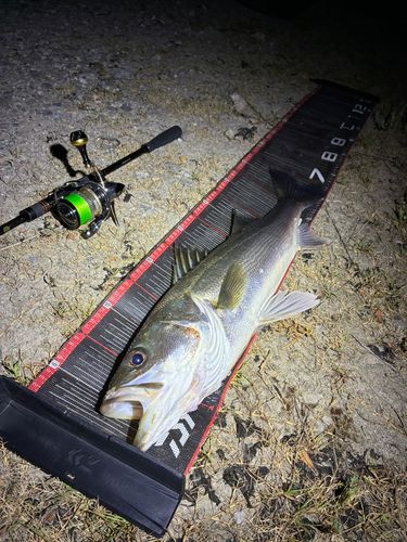 シーバスの釣果