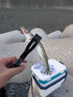 カマスの釣果