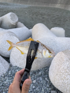 ショゴの釣果