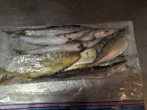カマスの釣果