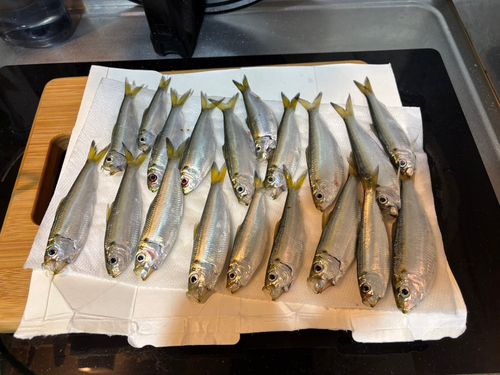サッパの釣果