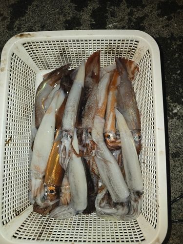 スルメイカの釣果