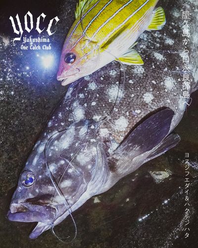 ハクテンハタの釣果