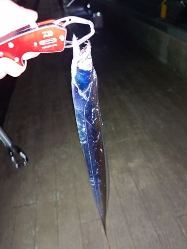 タチウオの釣果