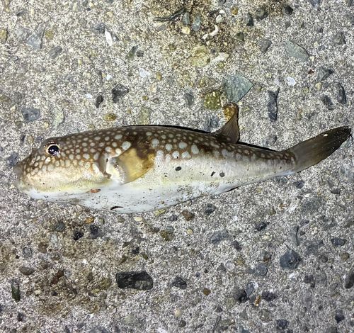 クサフグの釣果