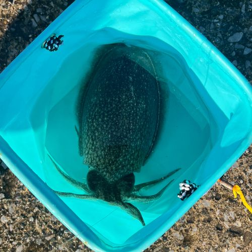 シリヤケイカの釣果