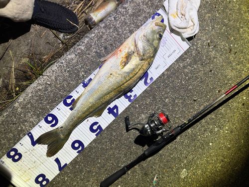 釣果