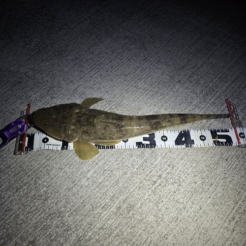 マゴチの釣果