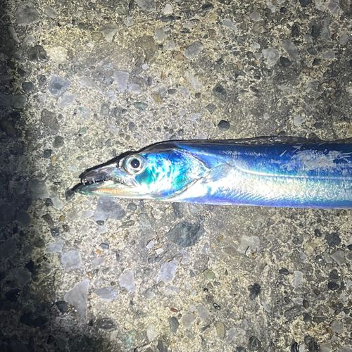 タチウオの釣果