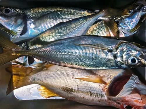 マアジの釣果