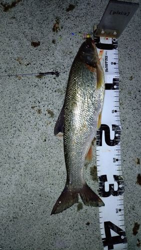 ウグイの釣果